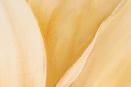 Фрагмент Магический цветок 2