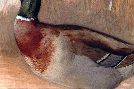 Фрагмент Mallard on the water