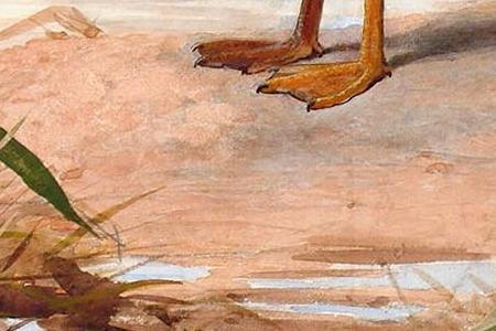 Фрагмент Mallard on the water