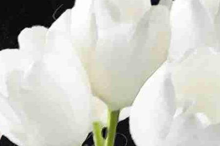 Фрагмент На бирюзовом камоде Белые тюльпаны