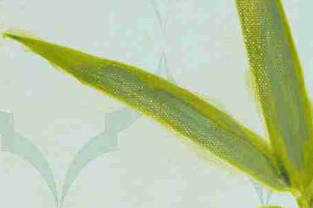 Фрагмент На  салатовом комоде 2