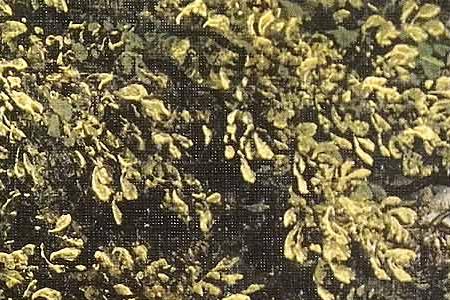 Фрагмент На тропе.