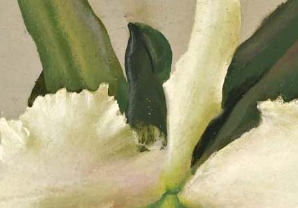 Фрагмент ORCHIDS