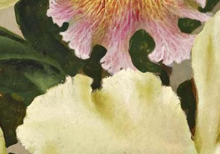 Фрагмент ORCHIDS