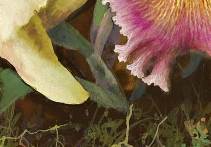 Фрагмент ORCHIDS