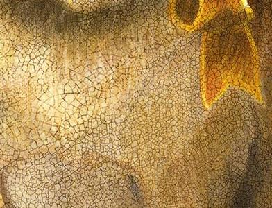 Фрагмент Pampered Pug