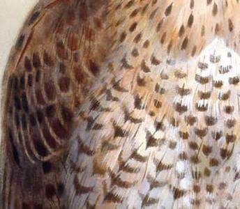 Фрагмент Peregrine Falcon