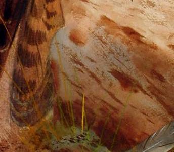 Фрагмент Peregrine Falcon