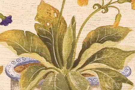 Фрагмент Primula Auricula.