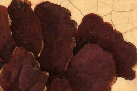 Фрагмент Puppy Fresco