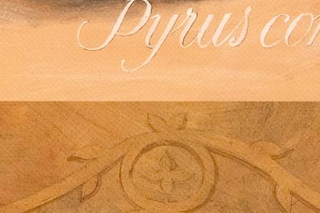 Фрагмент Pyrus Communis.