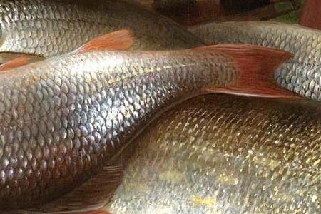 Фрагмент Речной улов