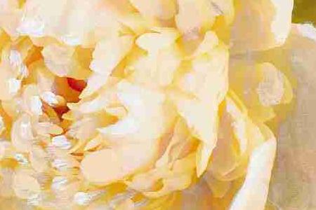 Фрагмент Розовый Пион