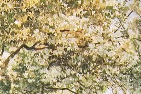 Фрагмент Ручей. 1885.