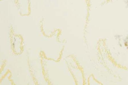 Фрагмент SANTA CLAUS золотой