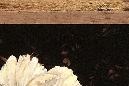 Фрагмент Silver Peony