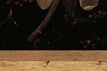 Фрагмент Silver Peony