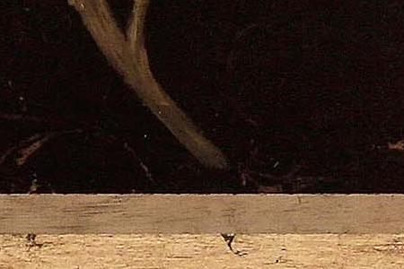 Фрагмент Silver  Rhododendron