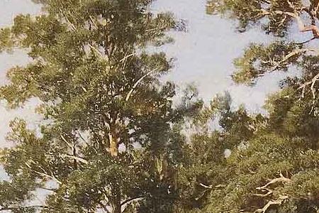 Фрагмент Сосновый бор. Мачтовый лес в Вятской губернии. 1872.