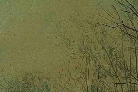 Фрагмент The Trysting Tree