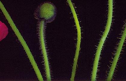 Фрагмент Цветные маки на черном II