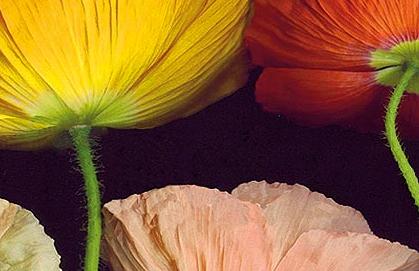 Фрагмент Цветный маки на черном