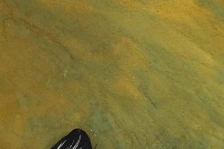 Фрагмент Two little kittens