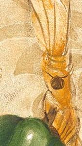 Фрагмент Вертикальная композиция Перец, Лук, Баклажан и прочее II