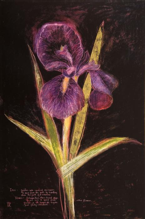 Декоративный цветок черный фон фиолетовый ирис