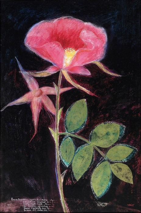 Декоративный цветок черный фон красный цветок