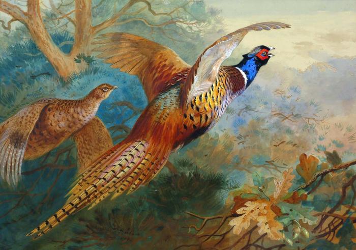 Фазан осенью