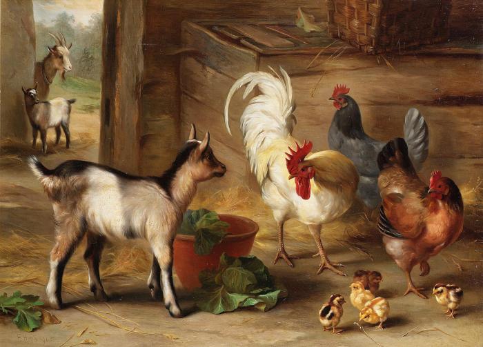 Goats chickens and chicks in a barn