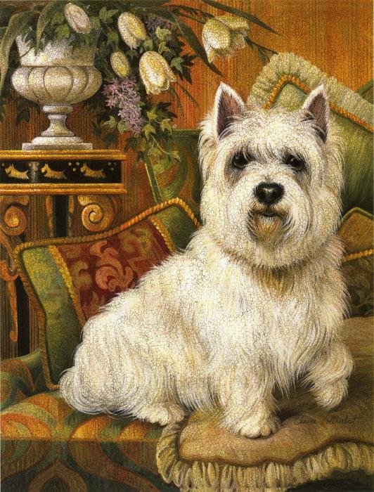 Pampered Westie