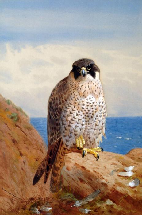 Peregrine Falcon
