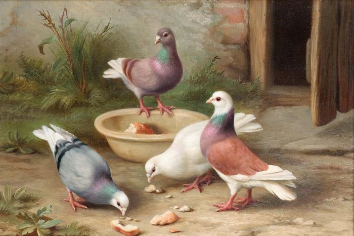 Pigeons in a courtyard