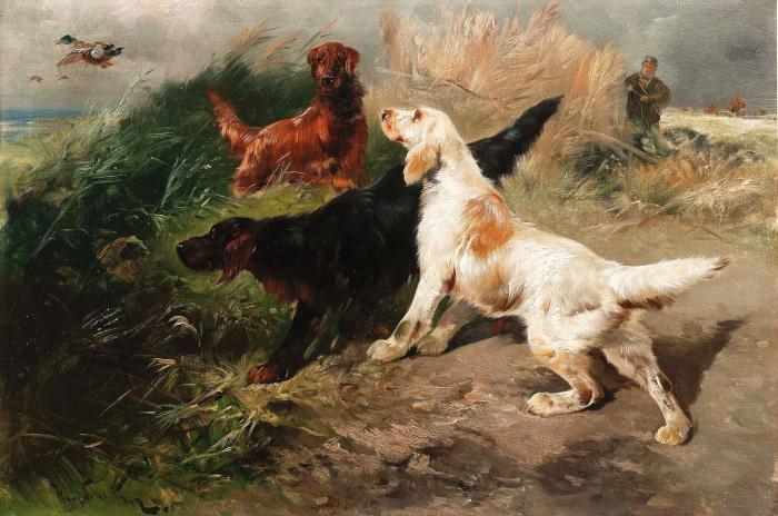 SETTERS PUTTING UP DUCK