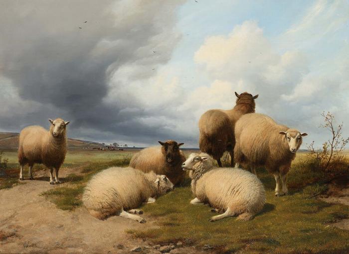 Sheep at rest in a landscape