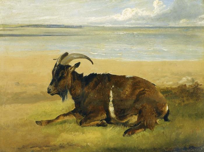 THE LONE MOURNER A GOAT BY THE SHORE