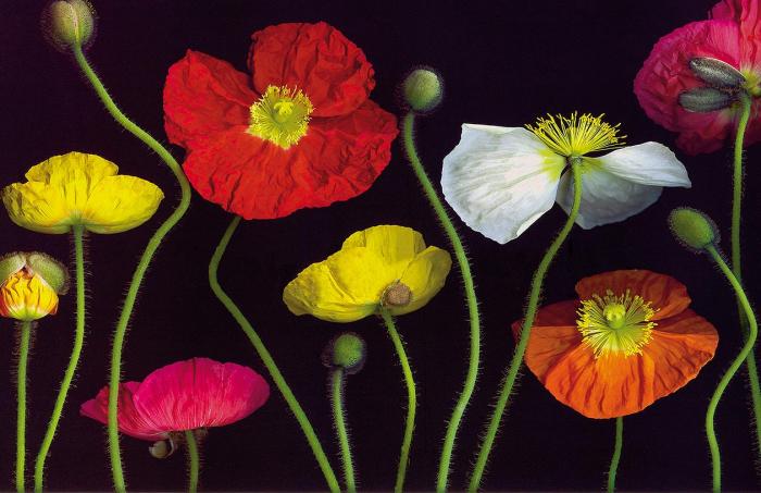Цветные маки на черном II