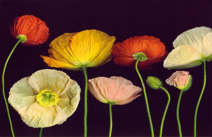 Цветный маки на черном